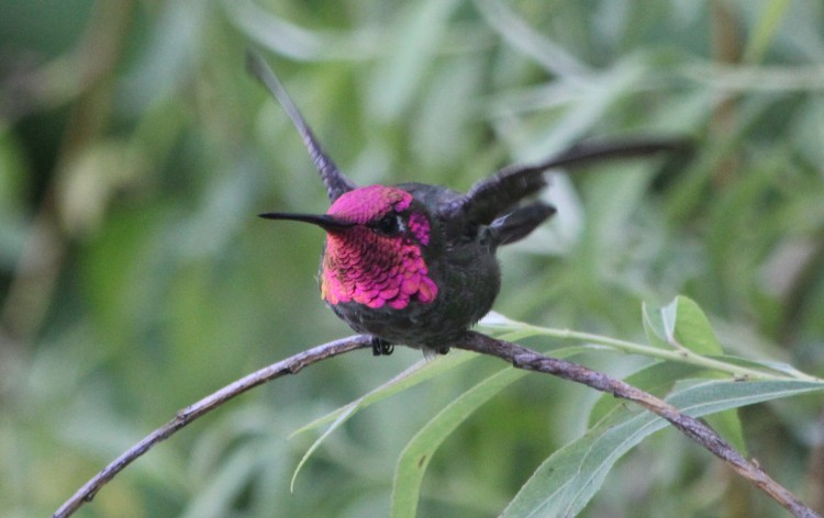 Anna Hummingbird